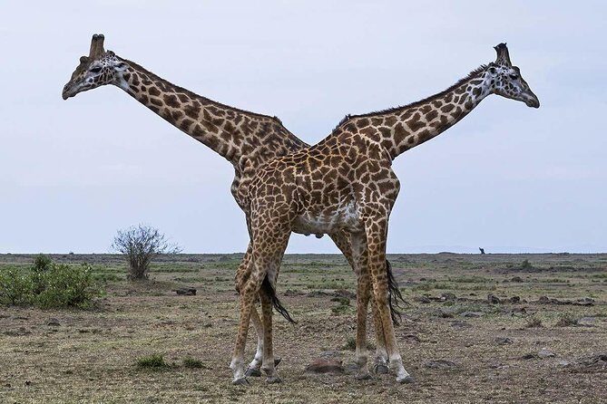 3-Days 2 Night Amazing Amboseli Experience. - What Travelers Say: Authentic Insights