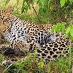 3 days 2 nights budget group safari to Maasai Mara National Reserve - The Itinerary Breakdown: What’s in Store