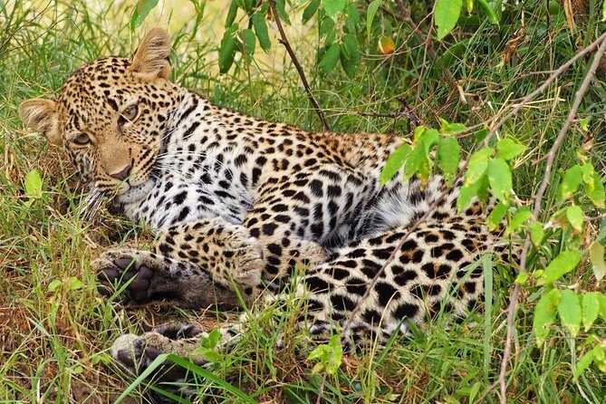 3 days 2 nights budget group safari to Maasai Mara National Reserve - The Itinerary Breakdown: What’s in Store
