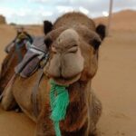 3 Days 2 Nights: Desert Tour from Fes to Marrakech - Authentic Traveler Insights