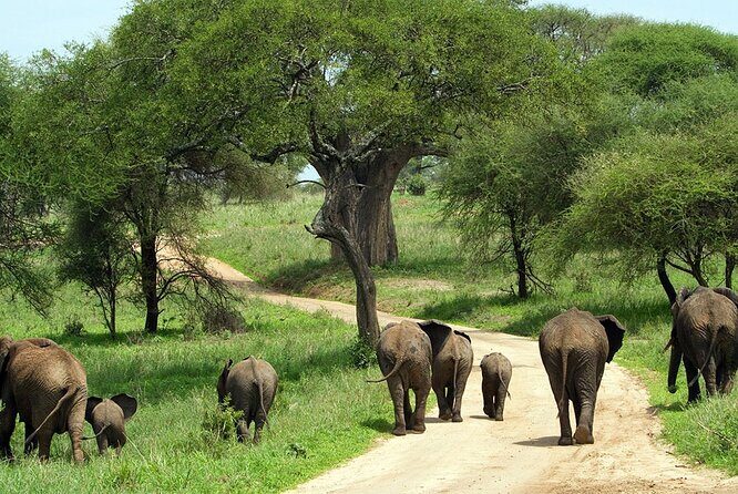 3 Days 2 Nights Group Joining Serengeti and Ngorogoro Safari - The Benefits of This Safari