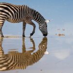 3 Days 2 Nights Joining Tour to Amboseli National Park - What’s Included and What’s Not