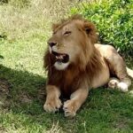 3 days, 2 nights Maasai Mara Game Reserve - Why This Tour Offers Great Value