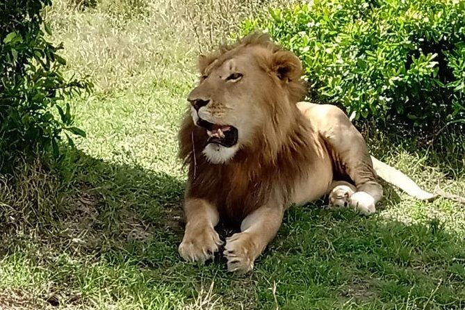 3 days, 2 nights Maasai Mara Game Reserve - Why This Tour Offers Great Value