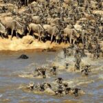 3 days 2 nights Masai Mara Budget safari from Nairobi - Who This Safari Is Perfect For