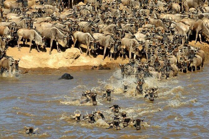 3 days 2 nights Masai Mara Budget safari from Nairobi - Who This Safari Is Perfect For
