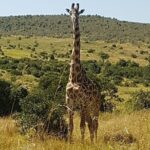 3 Days, 2 Nights Masai Mara Road Package - The Value of This Masai Mara Road Safari