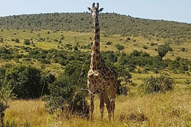 3 Days, 2 Nights Masai Mara Road Package - The Value of This Masai Mara Road Safari