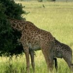 3 Days 2 Nights Masai Mara Road Transport Safari - Cultural and Return Experiences: Day 3