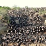 3 Days, 2 nights Masai Mara Small Group Safari -4 x 4 jeep - Detailed Breakdown of the Itinerary