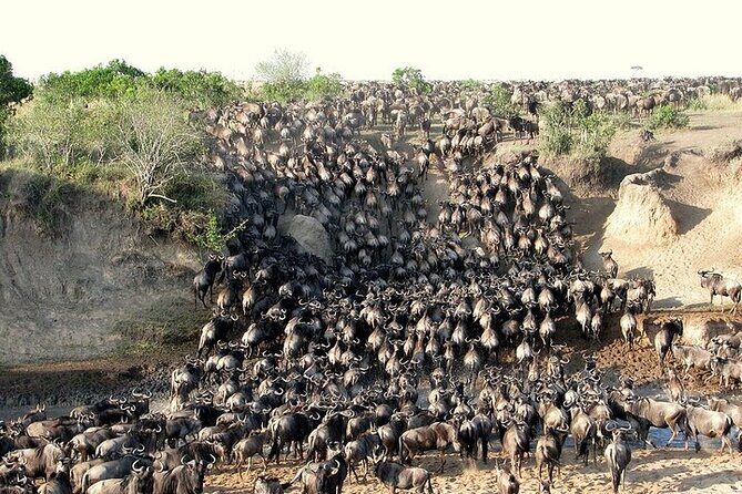3 Days, 2 nights Masai Mara Small Group Safari -4 x 4 jeep - Detailed Breakdown of the Itinerary