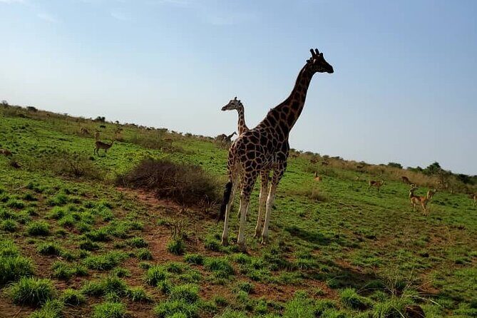 3 Days 2 Nights, Murchison Falls And Wildlife Safari - Day 1: The Road to Murchison