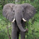 3 Days 2 Nights Private Safari Tour in Mikumi - What Makes This Tour Stand Out?