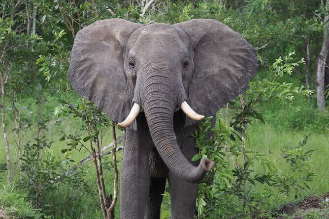 3 Days 2 Nights Private Safari Tour in Mikumi - What Makes This Tour Stand Out?