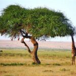 3 Days, 2 Nights Safari - Amboseli National Park and Tsavo West Adventure Safari - Practical Details & What’s Included