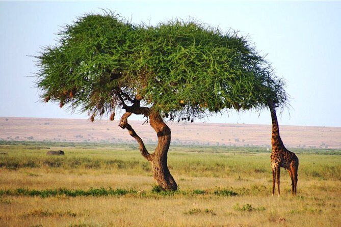 3 Days, 2 Nights Safari - Amboseli National Park and Tsavo West Adventure Safari - Practical Details & What’s Included