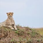 3 Days, 2 Nights Safari - Luxury Maasai Mara from Kisumu/Nairobi - What the Tour Includes and What to Consider