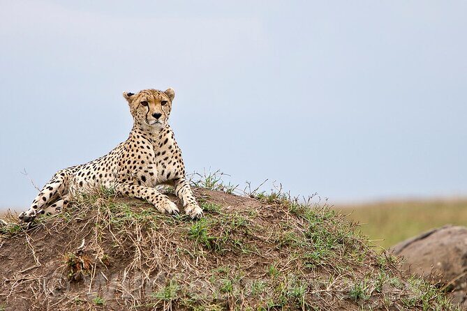3 Days, 2 Nights Safari - Luxury Maasai Mara from Kisumu/Nairobi - What the Tour Includes and What to Consider