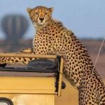 3 Days /2 nights Serengeti and Ngorongoro crater - What Sets This Tour Apart?