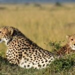 3-Days 2-nights Tanzania Private Budget Camping Safari - Itinerary Breakdown: What to Expect