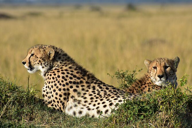3-Days 2-nights Tanzania Private Budget Camping Safari - Itinerary Breakdown: What to Expect
