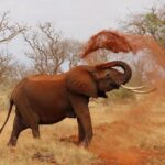 3 Days 2 Nights Tsavo East Taita Hills Game Sanctuary on Stilts - Who Will Love This Safari?