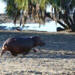 3 Days/2Nights Nyerere National Park Safari - What Sets This Safari Apart?