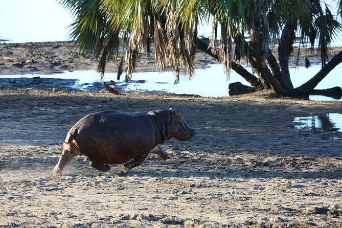 3 Days/2Nights Nyerere National Park Safari - What Sets This Safari Apart?
