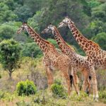 3 Days All Inclusive Zanzibar to Tarangire Ngorongoro - Frequently Asked Questions