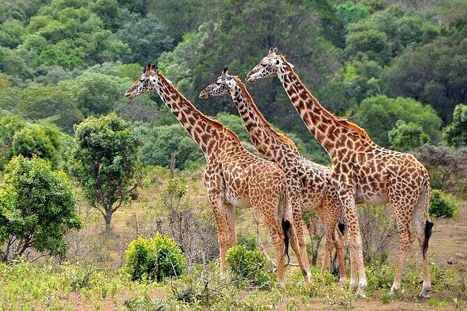 3 Days All Inclusive Zanzibar to Tarangire Ngorongoro - Frequently Asked Questions