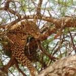3 Days Amazing Tanzania Safari - What’s Included and What’s Not?