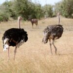 3 Days Amboseli national Park experience. - Who Is This Tour Perfect For?