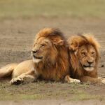 3 Days Amboseli National Park-Lodge Safari with Private 4x4 JEEP - What’s Included and What’s Not