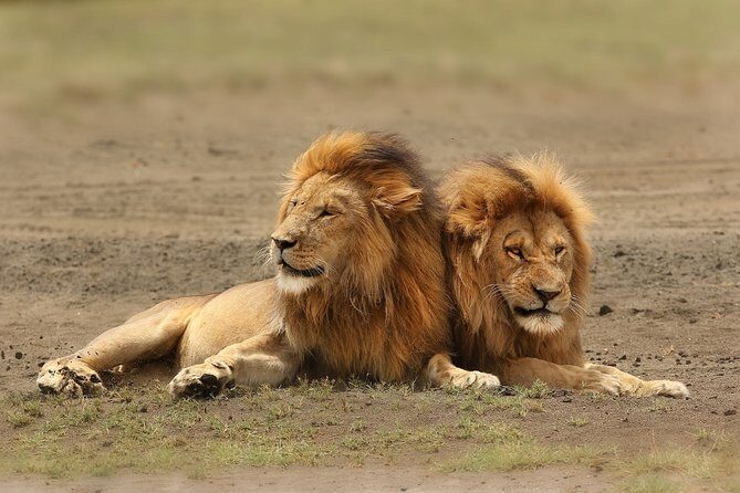 3 Days Amboseli National Park-Lodge Safari with Private 4x4 JEEP - What’s Included and What’s Not