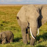 3 Days Amboseli National Park safari - What’s Included & What’s Not