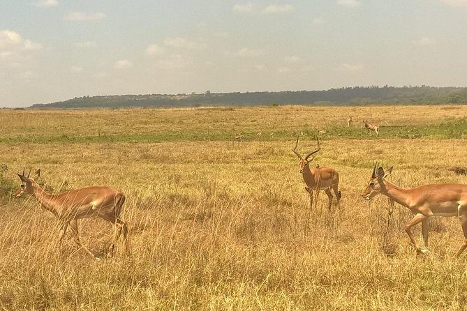 3 Days Amboseli National Park - What You Can Expect from the 3-Day Amboseli Experience