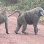 3 Days Amzing Safari in Tarangire and Nngorongoro - Authentic Experiences from Reviewers