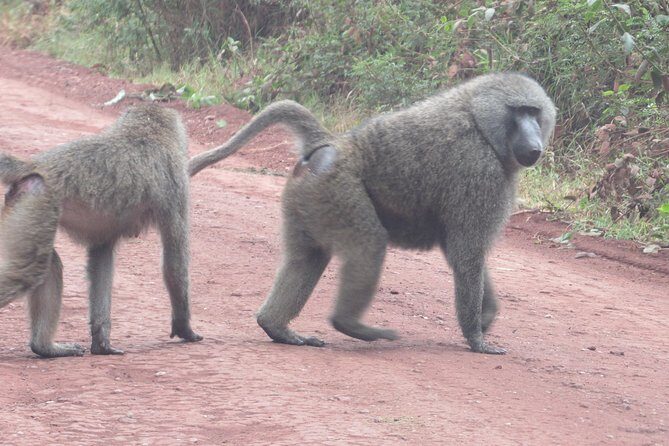 3 Days Amzing Safari in Tarangire and Nngorongoro - Authentic Experiences from Reviewers