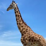 3-Days Arusha National Park-Tarangire park - Ngorongoro Crater - Day 3: The Magnificence of Ngorongoro Crater