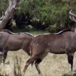 3 Days Bale Mountains Trekking - Transportation and Group Size