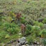 3 Days Bale Mountains trekking - What Makes This Tour Stand Out?