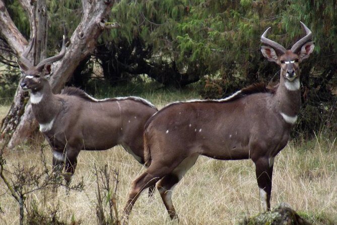 3 Days Bale Mountains Trekking - Transportation and Group Size