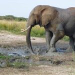 3 Days Best of Queen Elizabeth National Park Wildlife Tour - Transportation, Accommodation, and Overall Comfort