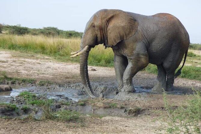 3 Days Best of Queen Elizabeth National Park Wildlife Tour - Transportation, Accommodation, and Overall Comfort
