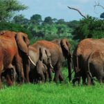 3 Days Big Five Unforgetable Lodging Tanzania Safari - Day Two: Ngorongoro Craters Iconic Wildlife