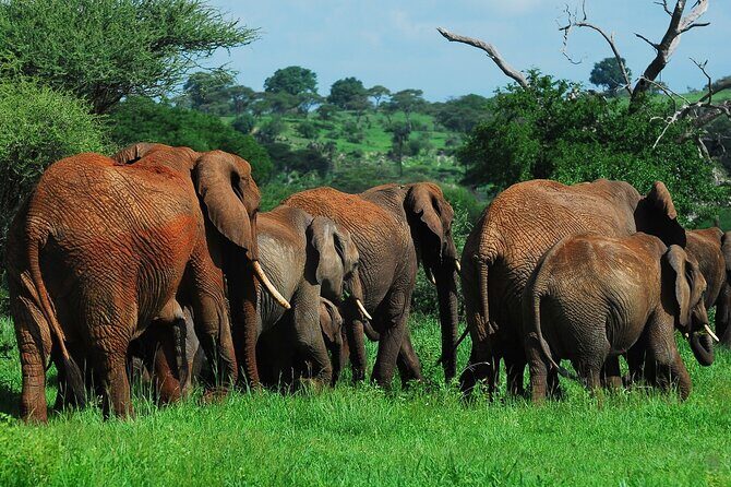 3 Days Big Five Unforgetable Lodging Tanzania Safari - Day Two: Ngorongoro Craters Iconic Wildlife