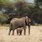 3 Days Budget Camping Safari to Serengeti and Ngorongoro Crater - What Makes This Safari Special?