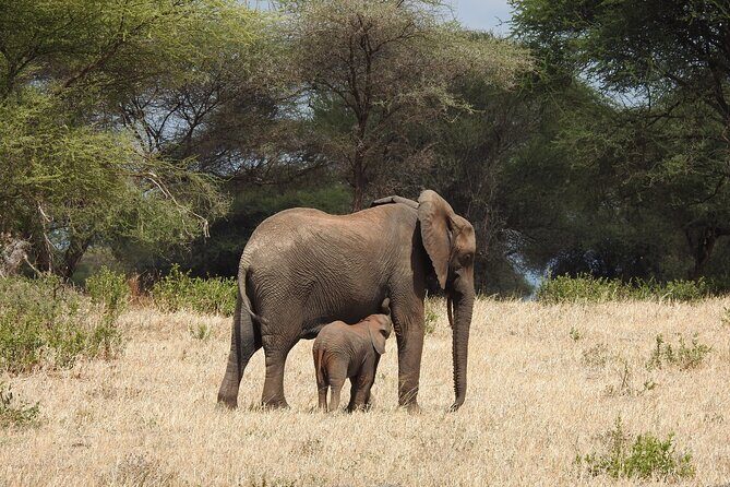 3 Days Budget Camping Safari to Serengeti and Ngorongoro Crater - What Makes This Safari Special?