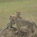 3-Days Budget Lodge Safari - Tarangire, Ngorongoro & Lake Manyara - Final Thoughts: Is It Worth It?