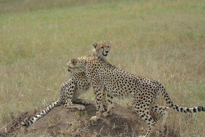 3-Days Budget Lodge Safari - Tarangire, Ngorongoro & Lake Manyara - Final Thoughts: Is It Worth It?